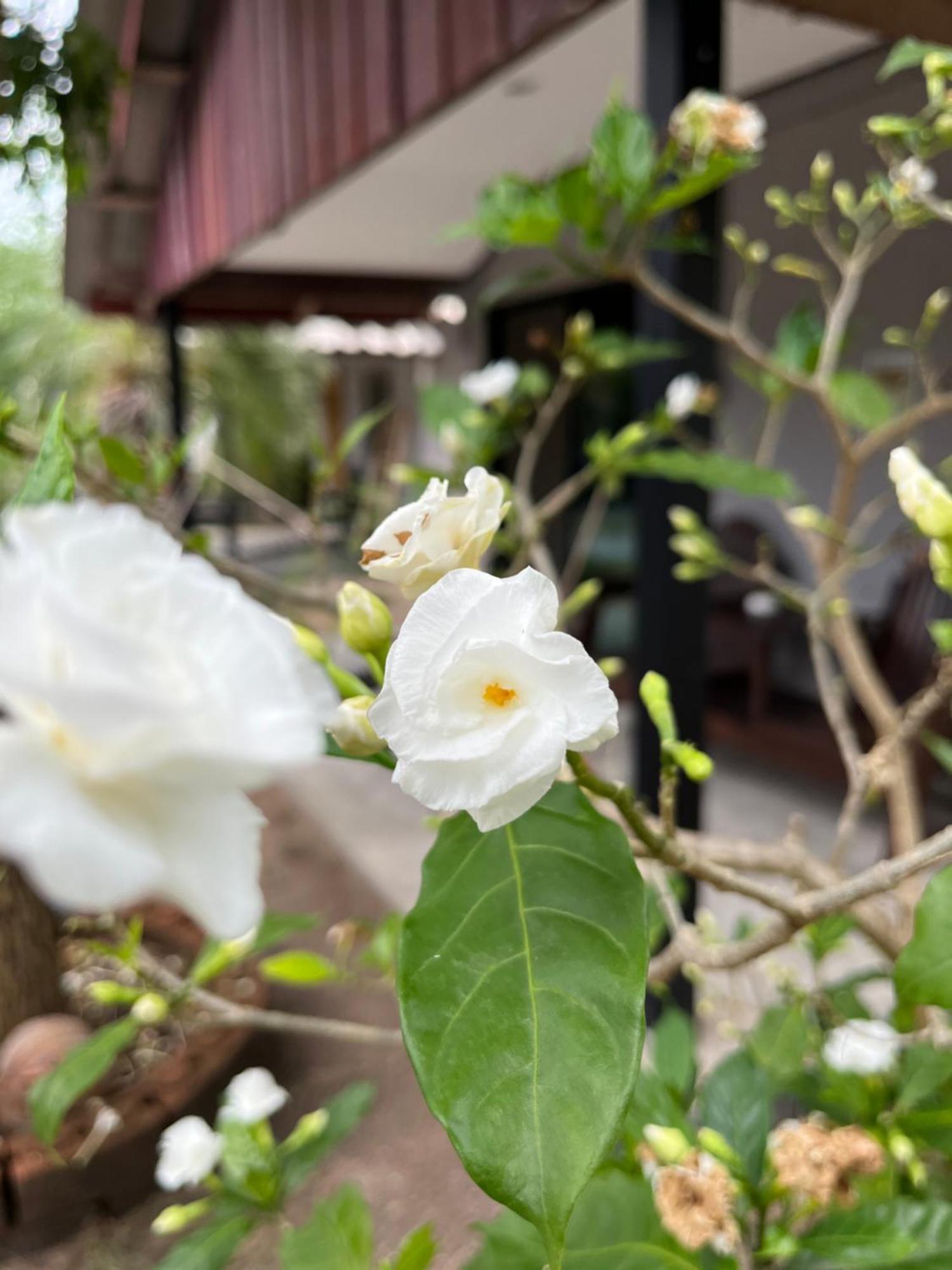 The Cosy Sunset Beach Resort & Restaurant Thongsala Exterior foto